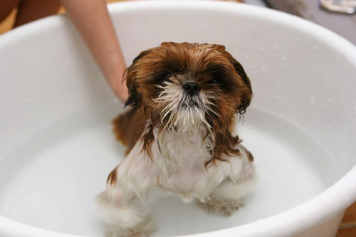 Baña a tu perro dentro de casa