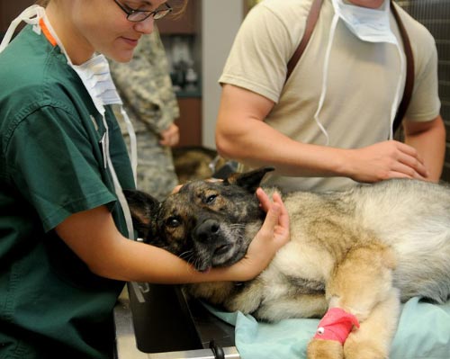 Hospeda a tu perro con el veterinario
