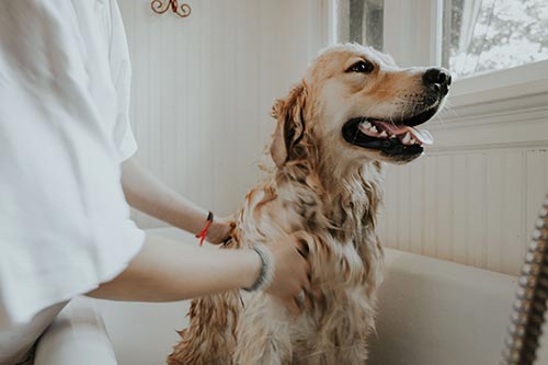 El baño hace feliz a tu perro
