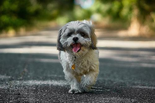 Beneficios del paseo en la salud de tu perro